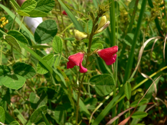 {Tephrosia spicata}
